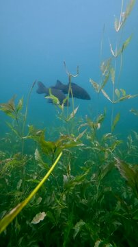 Underwater footage of two tench, Tinca tinca, swimming in the background above submerged aquatic grass in a natural freshwater lake.