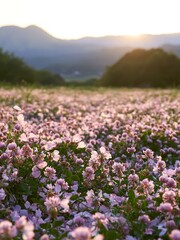 Obraz premium Fukuoka spring meadow fallen blossom foreground