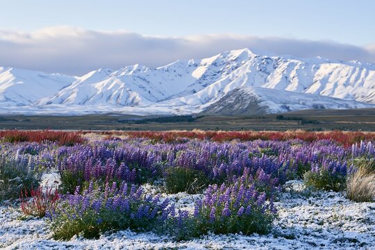 Lake Tekapo meadow snowy alps
