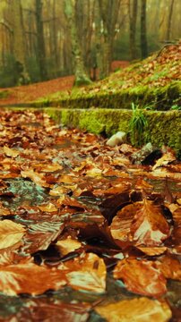 Dry Leaves Fallen on the Roadside Of Mountain in Autumn Season