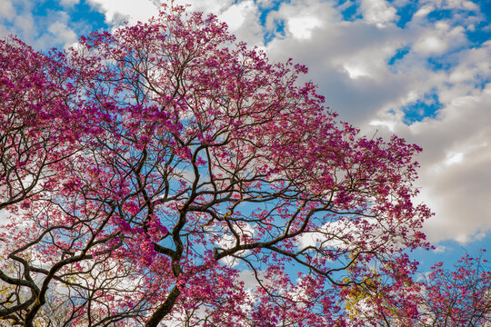 Vibrant Pink Blossoms Blooming on Tree Against Blue Sky