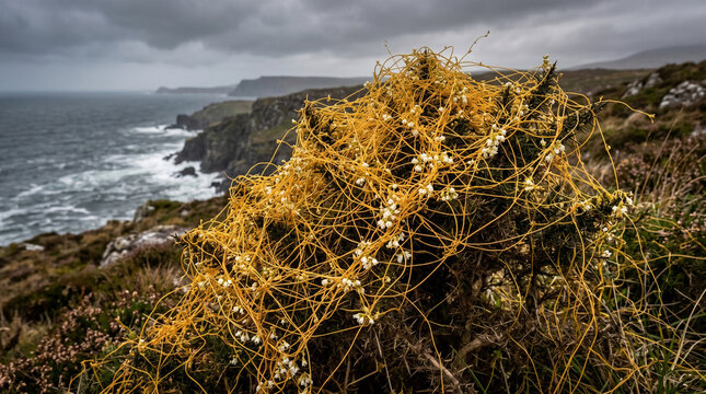 Vibrant orange dodder vines parasitic plant growing over spiky green gorse bush along rugged coastal cliffs