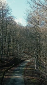 Italian Mountain Road With Dry Trees After Autumn