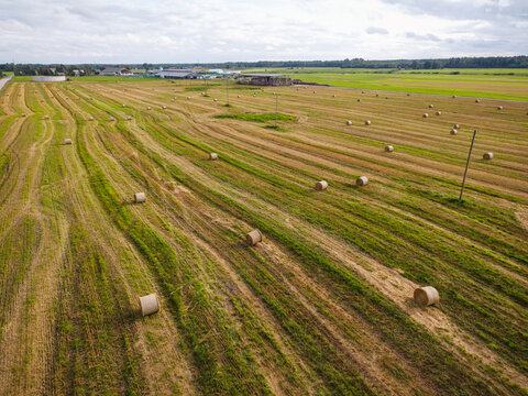 Aerial view of a harvested field scattered with round hay bales under a cloudy sky in the rural landscape of Virpe, Ventspils novads, Latvia.