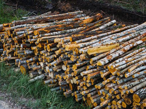 Aerial view of a large stack of freshly cut birch and pine logs piled in a forest clearing in Ance parish, Ventspils Municipality, Latvia.