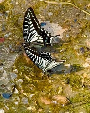 butterfly on the water