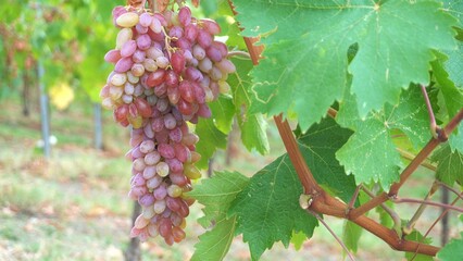 Italy , Broni and Pavia , Oltrepo pavese, grapes for making wine - harvest , Large cluster of red grapes in a vineyard in the countryside, with sunlight glinting off them , Sangiovese and Barbera 