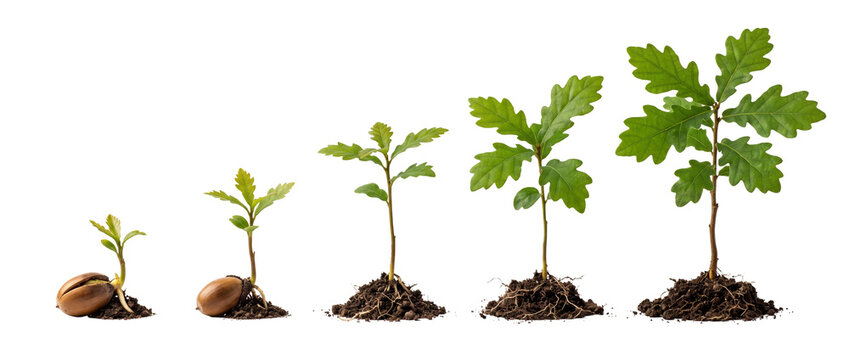 Oak tree plant growth stage acorn sprouting to sapling sequence isolated on black background representing evolution progress development concept for business success, lifecycle, organic expansion.