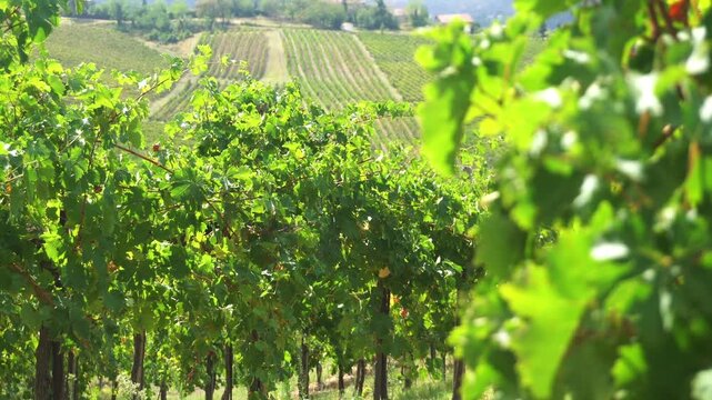 Europe, Italy , Oltrepo Pavia ,  aerial view from drone of countryside landscape with vineyards for wine production in Po Valley ( pianura padana ) - road pass between row of vines
