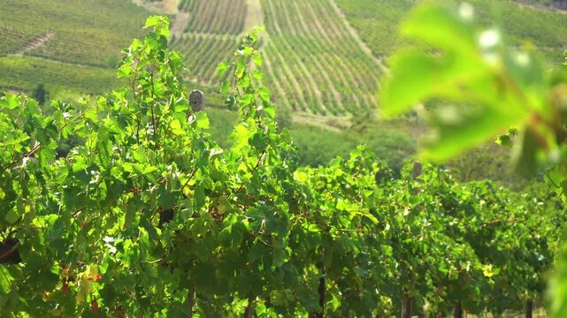 Europe, Italy , Oltrepo Pavia ,  aerial view from drone of countryside landscape with vineyards for wine production in Po Valley ( pianura padana ) - road pass between row of vines
