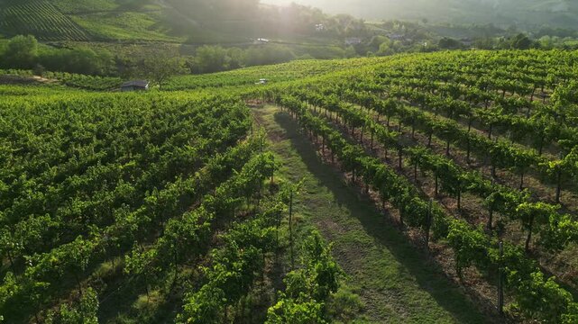 Europe, Italy , Oltrepo Pavia ,  aerial view from drone of countryside landscape with vineyards for wine production in Po Valley ( pianura padana ) - road pass between row of vines
