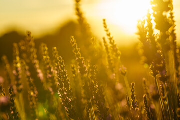 Obraz premium Lavender field at sunset light
