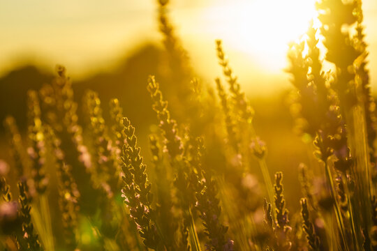 Lavender field at sunset light