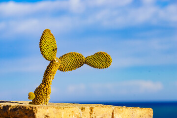 Cactus stands on a stone ledge by the sea under a clear blue sky during the day © Voyagerix