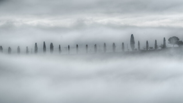 Aerial view of a row of cypress trees emerging from a thick layer of morning fog in the rolling hills of the countryside in Monte San Giusto, Marche, Italy.