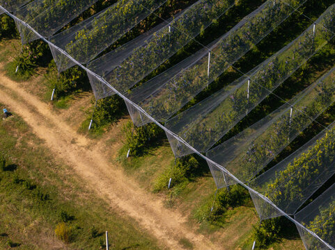 Aerial view of an orchard covered with protective anti-hail netting, with rows of fruit trees and a dirt path in Ortezzano, Marche, Italy.