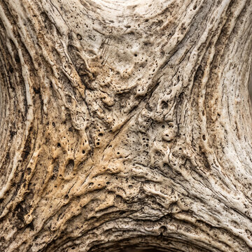 Natural texture of deer antler with detailed patterns and grooves  
