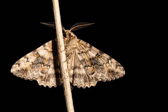 Speckled moth on twig against black background