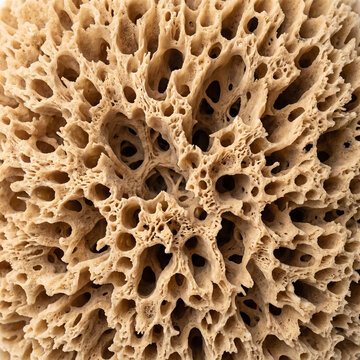 Sea sponge porous texture close-up showcasing unique patterns  
