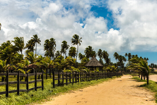 Sandy Dirt Road Along Tropical Palm Trees Fence