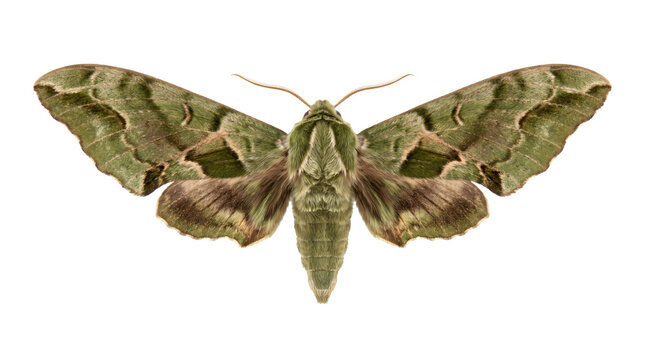 Oleander Hawk Moth Daphnis Nerii Isolated PNG Transparent Background