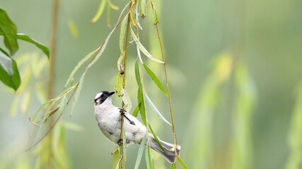 Small bird perches delicately on willow branch. Soft green leaves sway gently in breeze. Bird's head tilts upward, eyes alert and curious. Nature's quiet moment captured with serene focus © Issarawat Tattong