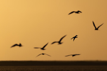 Obraz premium caspian tern (hydroprogne caspia caspia) in flight photographed against the golden eveneing sky, found at Buir Lake (Buir Nuur) in Dornod Aimag in Mongolia