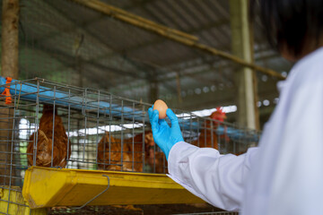 Veterinarian wearing blue glove collecting fresh egg from chicken cage on poultry farm, animal health inspection at hen house, veterinary care and food safety concept © Lahmz