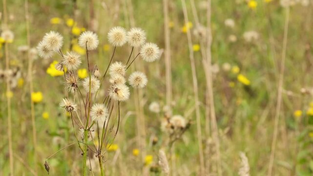 Fluffy hawkweed seed heads in a blooming autumn meadow.