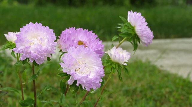 Delicate lilac Asters in a blooming summer garden.