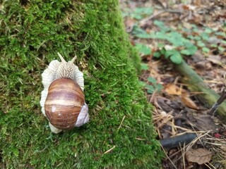 snail on a leaf © Wioletta