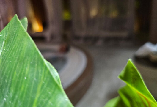 Close-up of a green leaf with a blurred background