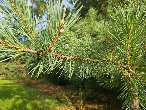 Close view of a conifer branch with green needles under bright sunlight