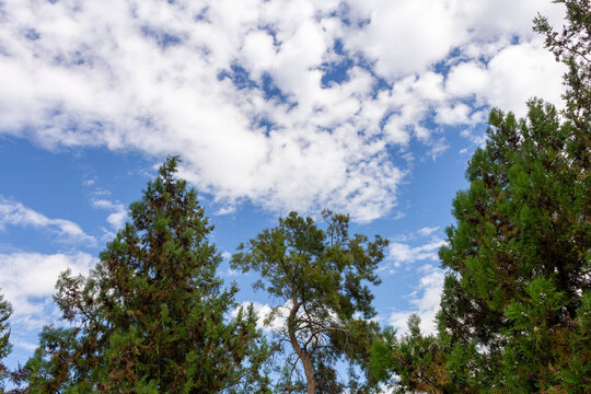 A group of trees with blue sky and clouds