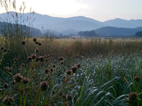 Niigata floodplain restoration meadow dew foreground captures nature