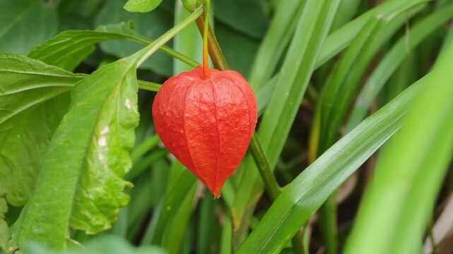 Close up view of a bright red orange Chinese lantern plant pod surrounded by lush green leaves in the garden, showing the delicate texture of the Physalis alkekengi fruit.