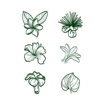 Set of Hawaiian Tropical Flowers and Botanical Leaves in Green Line Art Style