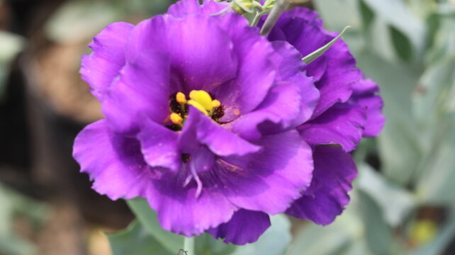 Beautiful Purple Lisianthus Flower | Stunning Eustoma Flower Close Up | Natural Flower Beauty

