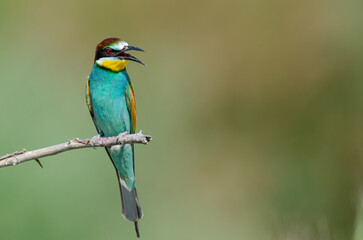 Obraz premium A solitary European bee-eater (Merops apiaster), perched on a slender branch with its beak open, in the valley's wildlife.