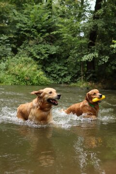 Two golden retrievers are together in the river