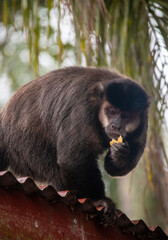 Title: Tufted capuchin monkey eating food on a red roof © TC2412