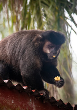 Title: Tufted capuchin monkey eating food on a red roof