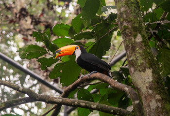 Toco toucan portrait showing massive curved beak and colorful plumage © TC2412