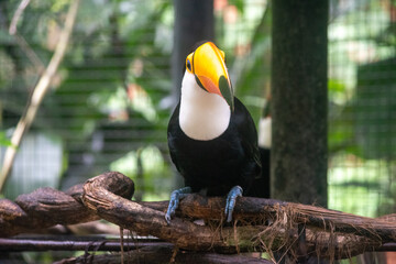 Toco toucan perched on branch showing iconic orange beak and white throat © TC2412