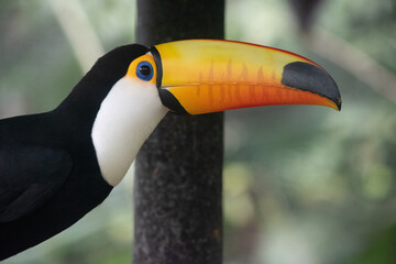 Toco toucan perched on branch showing iconic orange beak and white throat © TC2412