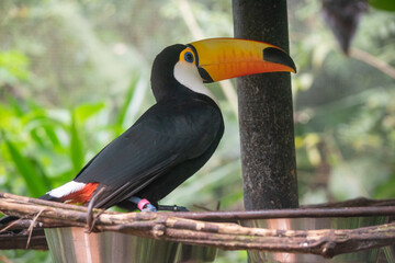 Toco toucan perched on branch showing iconic orange beak and white throat © TC2412