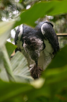 Harpy eagle looking down through green leaves in rainforest