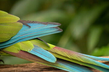 Colorful parrot feathers close up showing green and blue plumage © TC2412