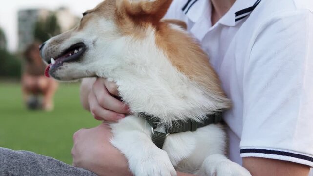 Close-up of a man cuddling his corgi puppy in the park, highlighting friendship, affection, and cheerful lifestyle.