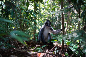 tomas monkey in indonesia sumatra © 강현 이